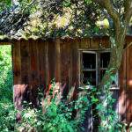 Opuszczony, drewniany dom