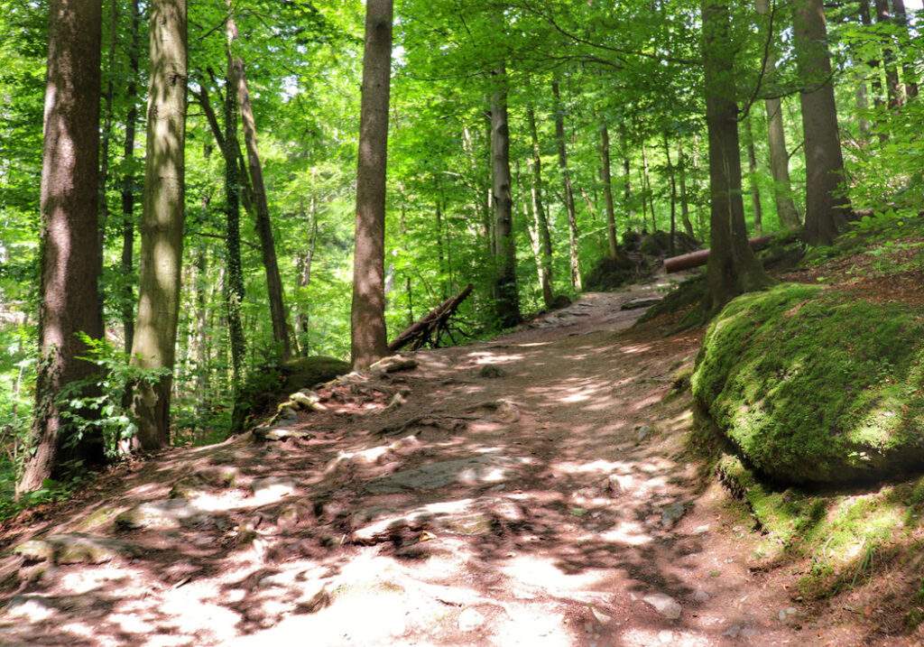 Strome podejście przez las, słoneczny dzień