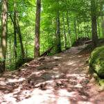 Strome podejście przez las, słoneczny dzień