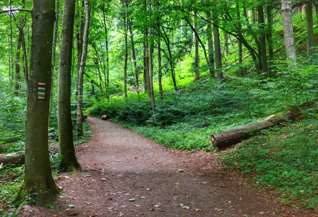 Szeroka i wygodna droga leśna na czerwonym szlaku turystycznym - Rešovské vodopády w Czechach