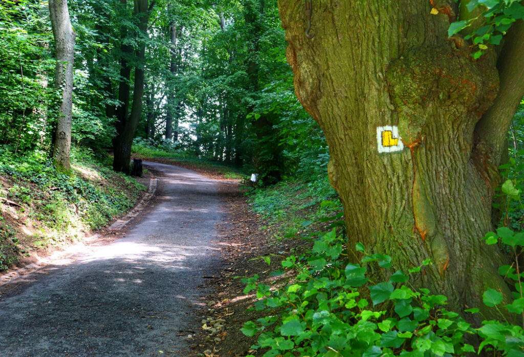 Szeroka leśna droga asfaltowa na szlaku oznaczonym żółtą literą L na białym kwadracie, prowadząca do ruin zamku w Starým Jičínie