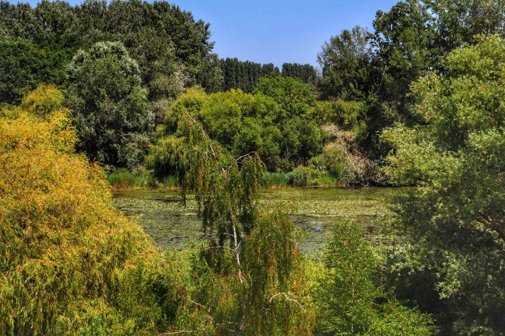 Widok z wieży widokowej Nagy kilátó - Kis-Balaton
