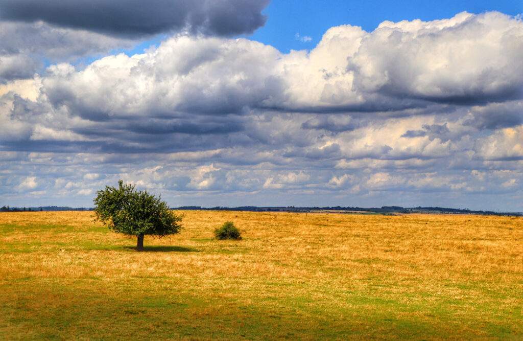 Widok na polanę i samotne drzewo z wieży widokowej Veselská, pod zjawiskowym niebem w odcieniach niebieskiego, pokrytym białoszarymi chmurami