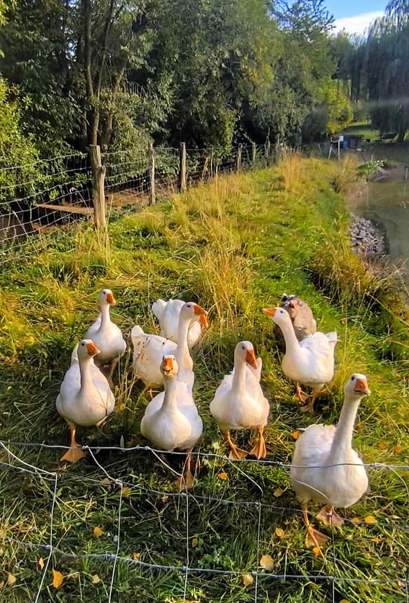 Gęsi w pobliżu stawu Hetlik w Skuteč