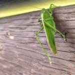 Pasikinik zielony, wieża widokowa Vojtěchovská w Górach Żelaznych