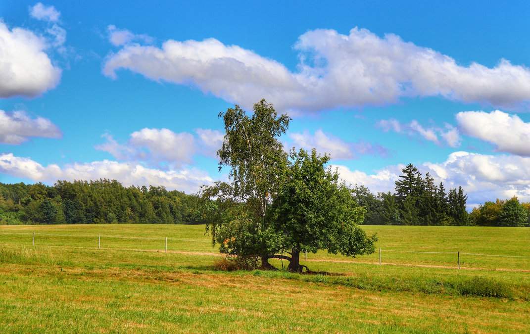 Polana na czerwonym szlaku prowadzącym do Restauracji Šilinkův důl, ogrodzenie pod napięciem, drzewo, niebieskie niebo z białymi chmurami