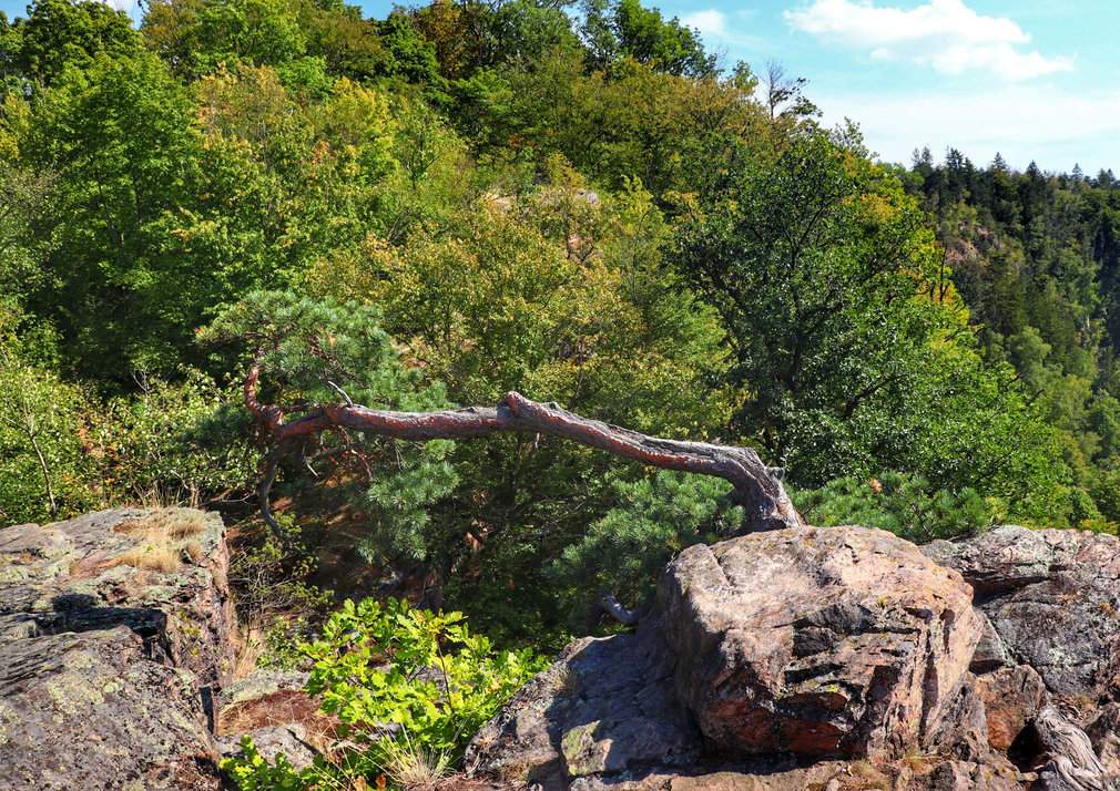 Skały, sosna - pukt widokowy Mały Oheb w Czechach