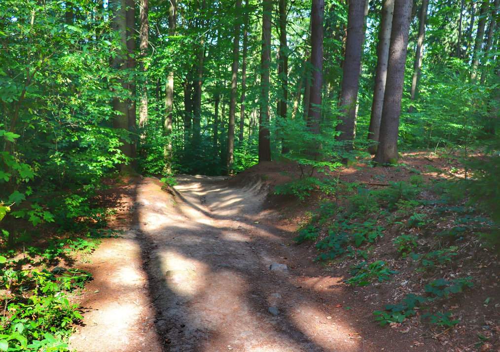 Szeroka leśna droga na zielonym szlaku turystycznym - Oheb, Czechy
