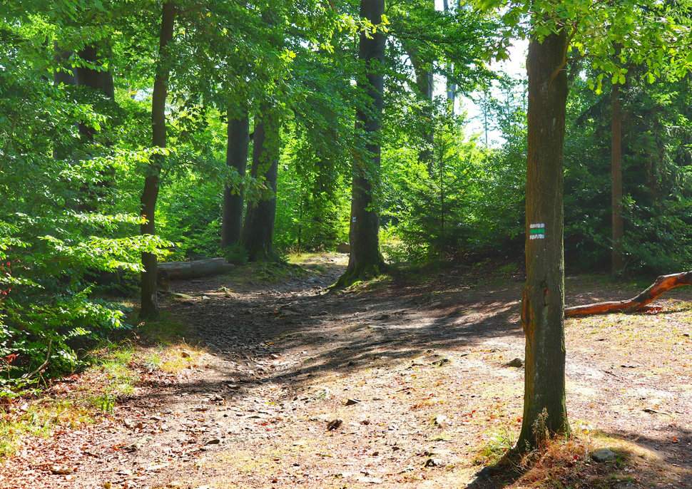 Ścieżka leśna na zielonym szlaku - zamek Oheb, Czechy
