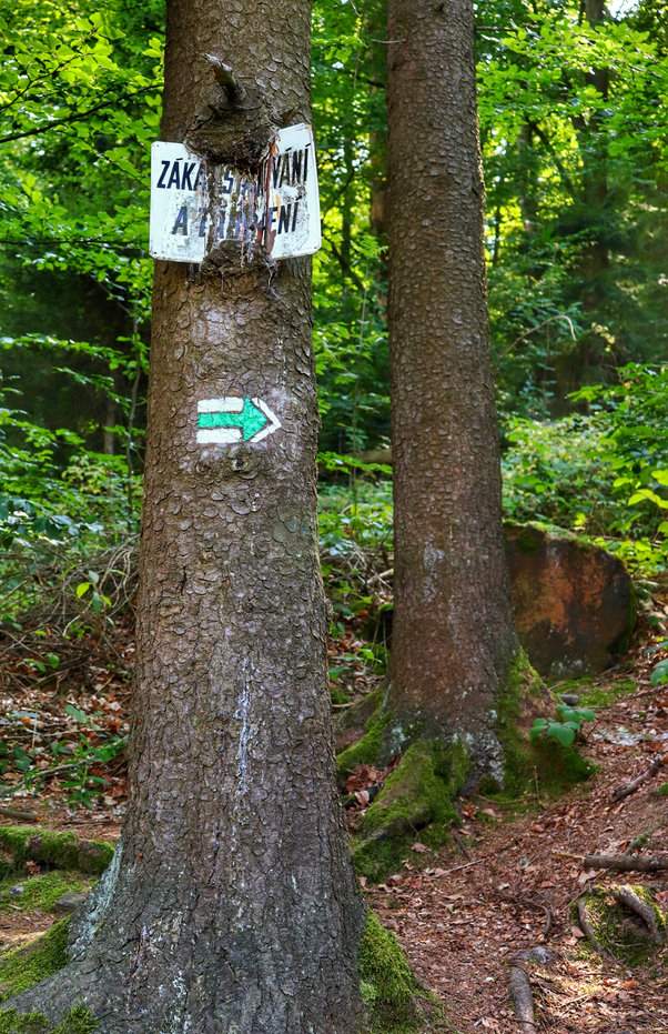 Miejsce skrętu w prawo zielonego szlaku prowadzącego do ruin zamku Oheb w Górach Żelaznych, las