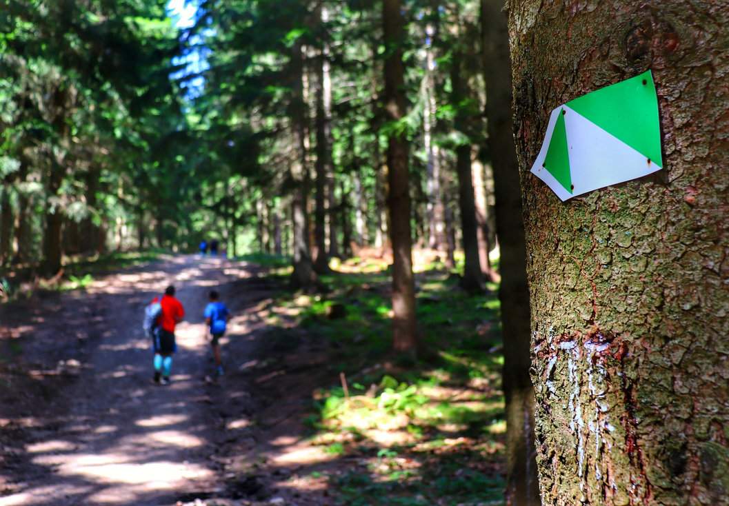 Oznaczenie na drzewie wskazujące skręt w lewo zielonego szlaku spacerowego prowadzącego do wieży widokowej Miloňová