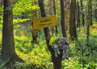 Kozińce z Przełęczy Kubalonka