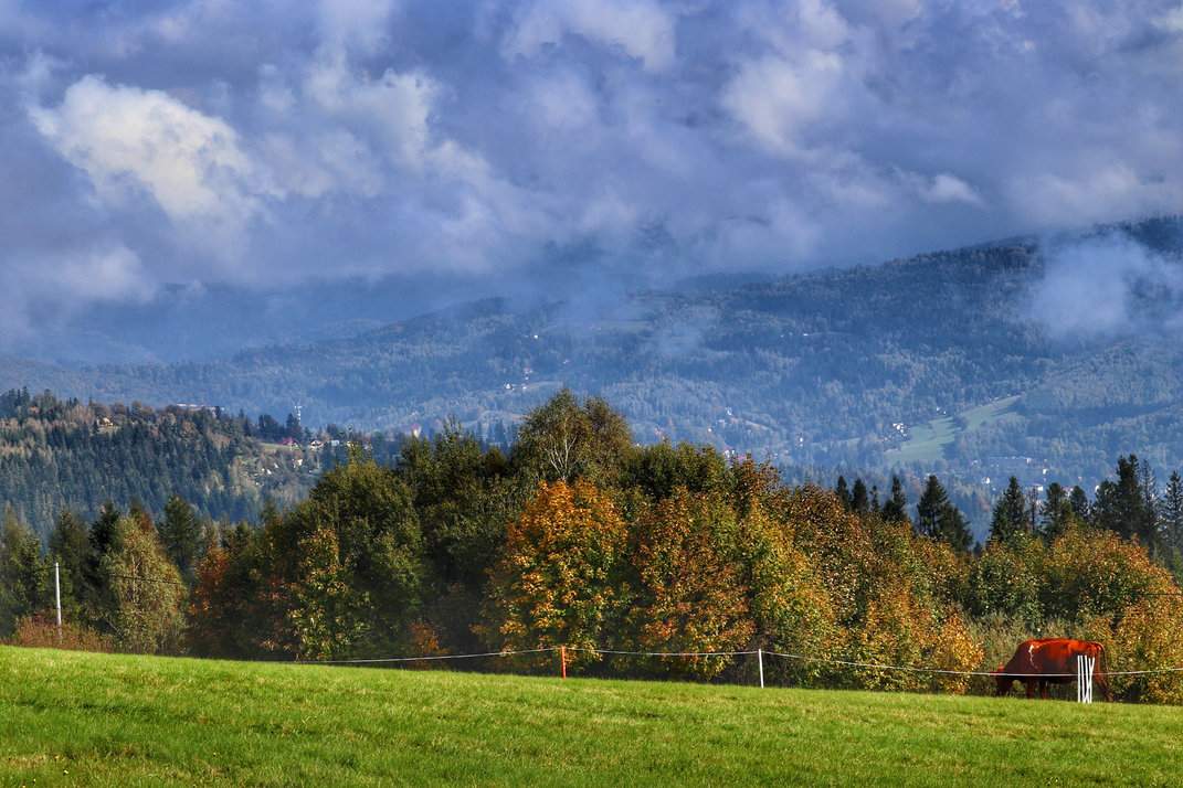 Jesienny widok ze szczytu Cieślar w Beskidach - malownicza łąka, pasąca się krowa i góry w tle