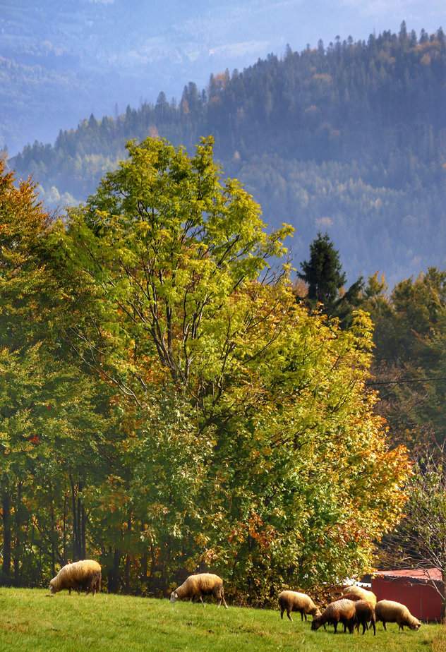 Jesień, owce, łąka - szczyt Cieślar w Beskidach