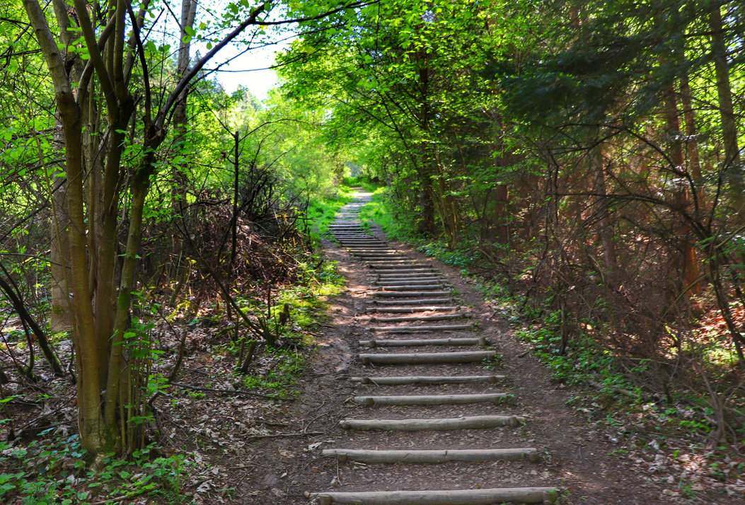 Las, drewniane wzmocnienia na zielonym szlaku na Trzy Korony, Pieniny