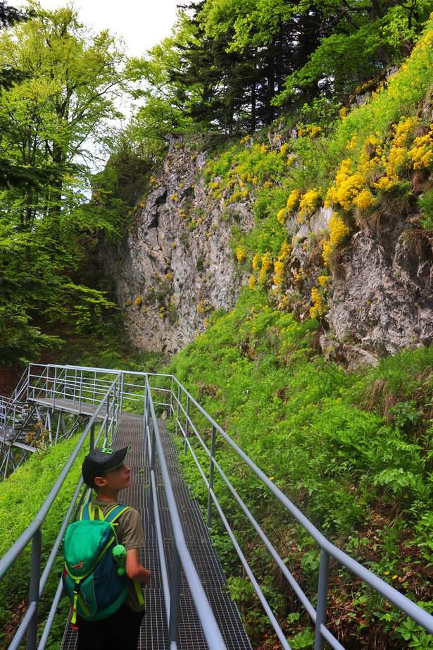 Dziecko na platformie - Trzy Korony w Pieninach, skały porośnięte żółtymi roślinami (smagliczka skalna)