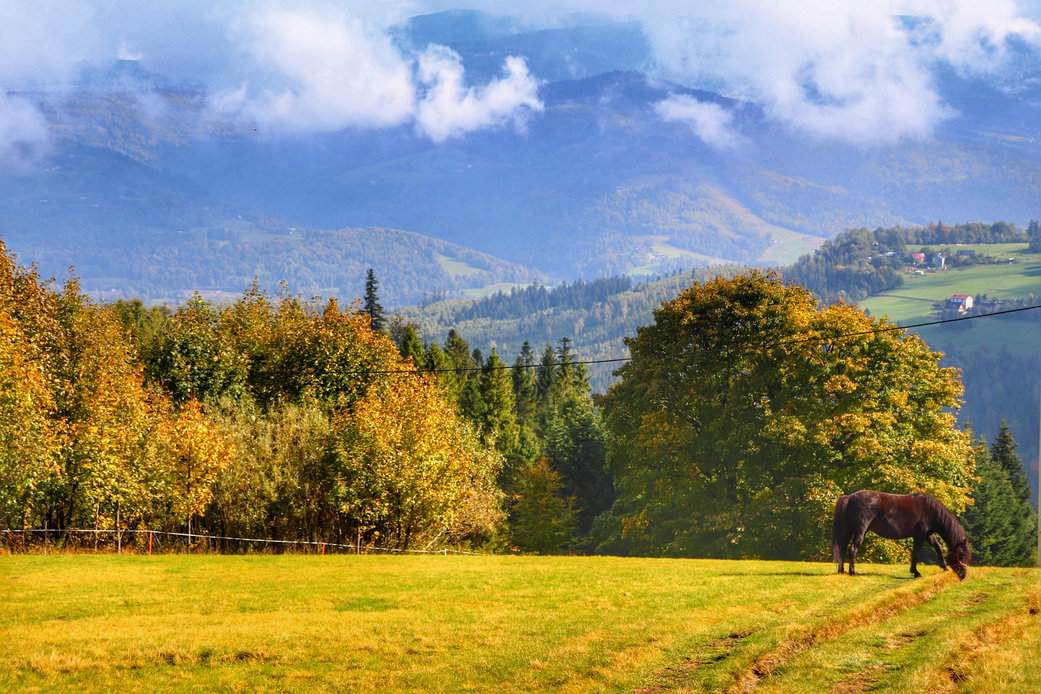 Polana, poranne mgły, koń, jesień na szczycie Cieślar w Beskidzie Śląksim