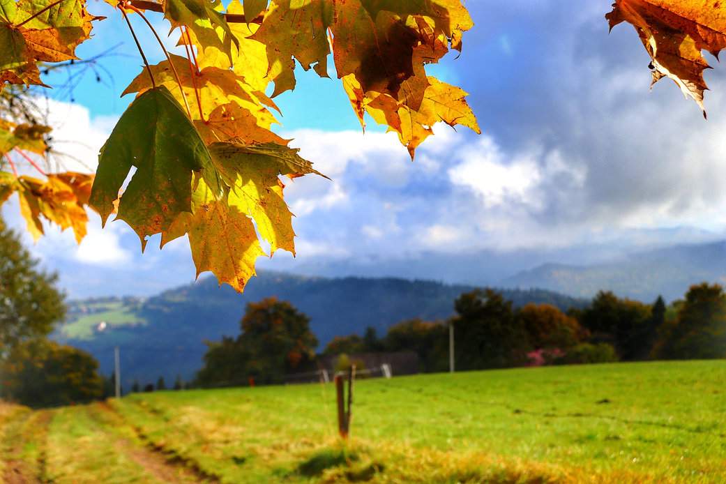 Szczyt Cieślar w Beskidach, jesienne liście, chłodny poranek