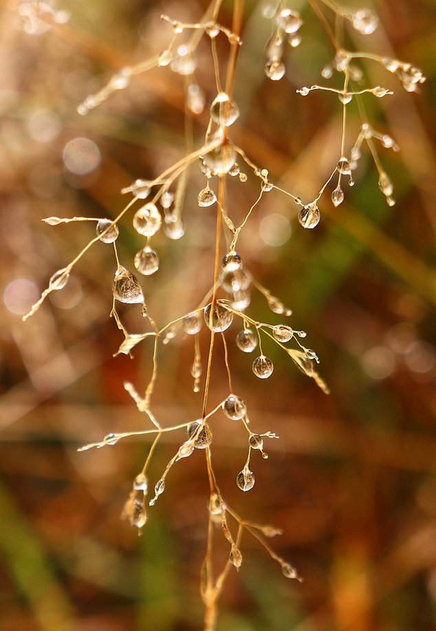 Jesień na szlaku w Beskidzie Śląskim, sucha roślina, krople deszczu