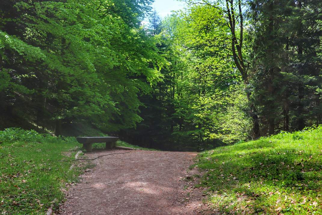 Las, ławeczka przy zielonym szlaku na Trzy Korony