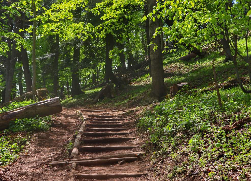 Leśna, pienińska ścieżka z drewnianymi schodami na niebieskim szlaku prowadzącym na Trzy Korony