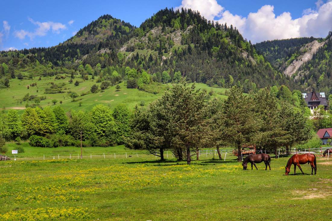 W drodze na Trzy Korony - konie i soczysta zieleń podkreślają piękno pienińskiego krajobrazu