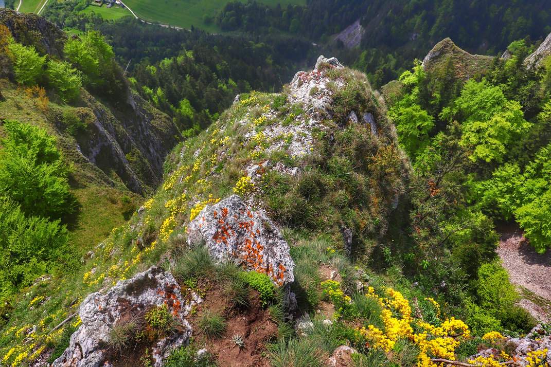 Zbliżenie na skały porośnięte roślinnością - Smagliczka skalna, widok z platformy widokowej na Trzech Koronach w Pieninach