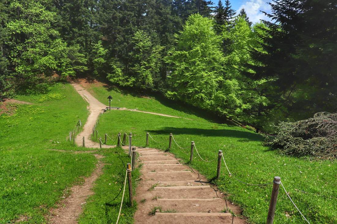 Drewniane schody na niebieskim szlaku turystycznym, prowadzącym przez Polanę Kosarzyska w Pieninach - malownicze miejsce otoczone zielenią