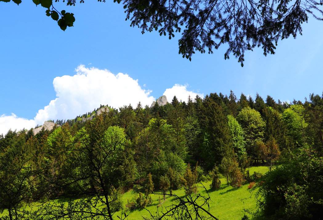 Polana przy zielonym szlaku na Trzy Korony, lato