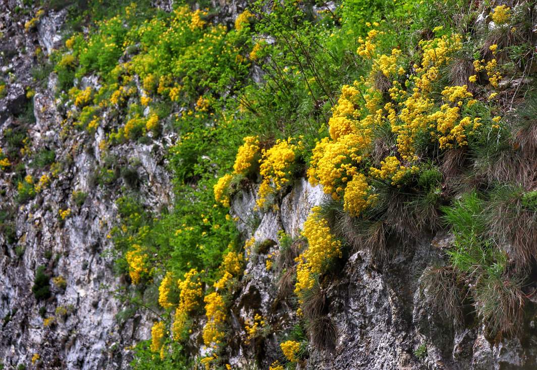 Smagliczka skalna - Trzy Korony w Pieninach 