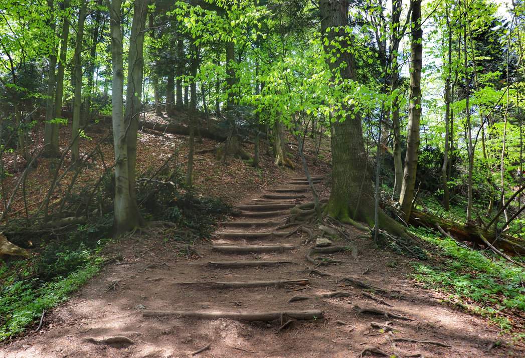 Ostatnie podejście niebieskim szlakiem na Trzy Korony - leśna ścieżka z drewnianymi wzmocnieniami