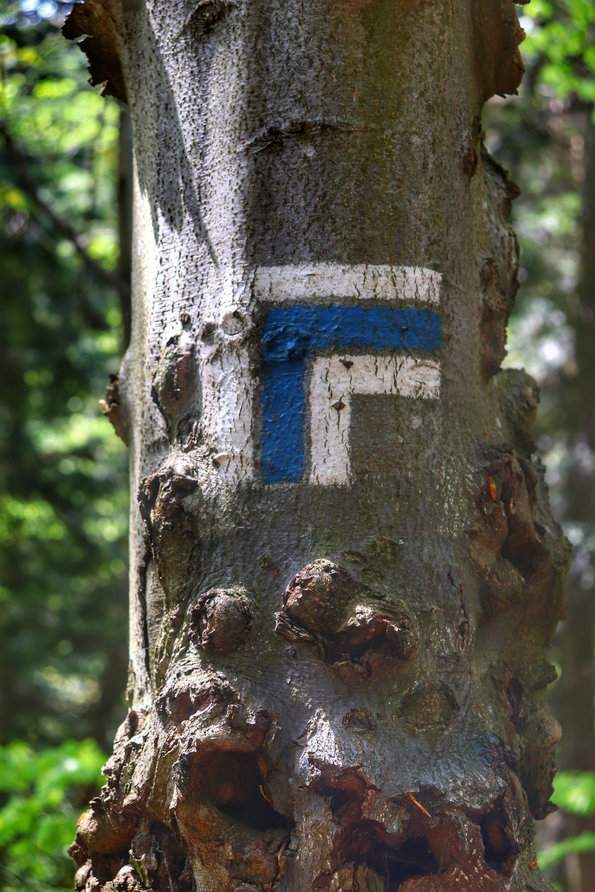 Miejsce skrętu w prawo na niebieskim szlaku na Trzy Korony, oznaczone na drzewie