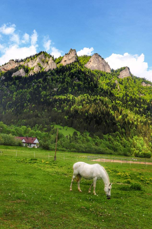 Widok na szczyt Trzy Korony w Pieninach, Sromowce Niżne, łąka z koniem