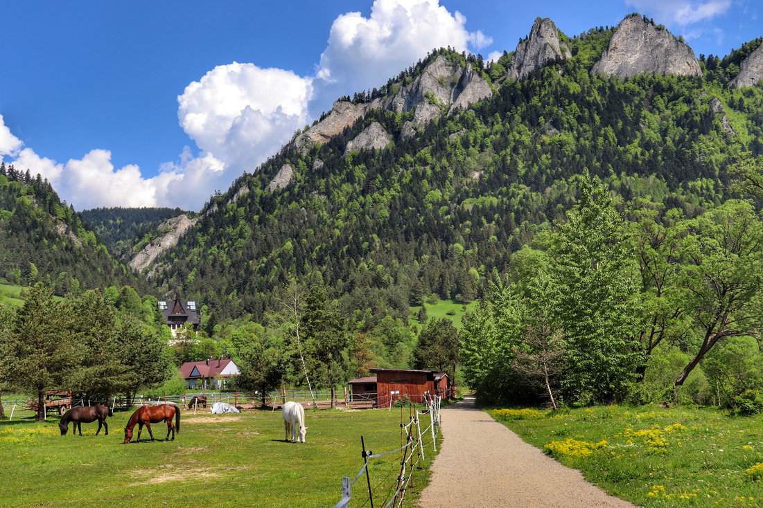 etni pejzaż Pienin - konie na łące z widokiem na szczyt Trzy Korony