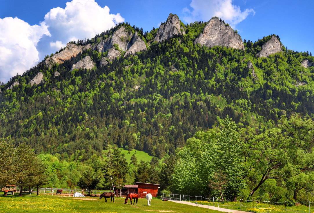 Widok na szczyt Trzy Korony w Pieninach, konie na łące i letnia zieleń
