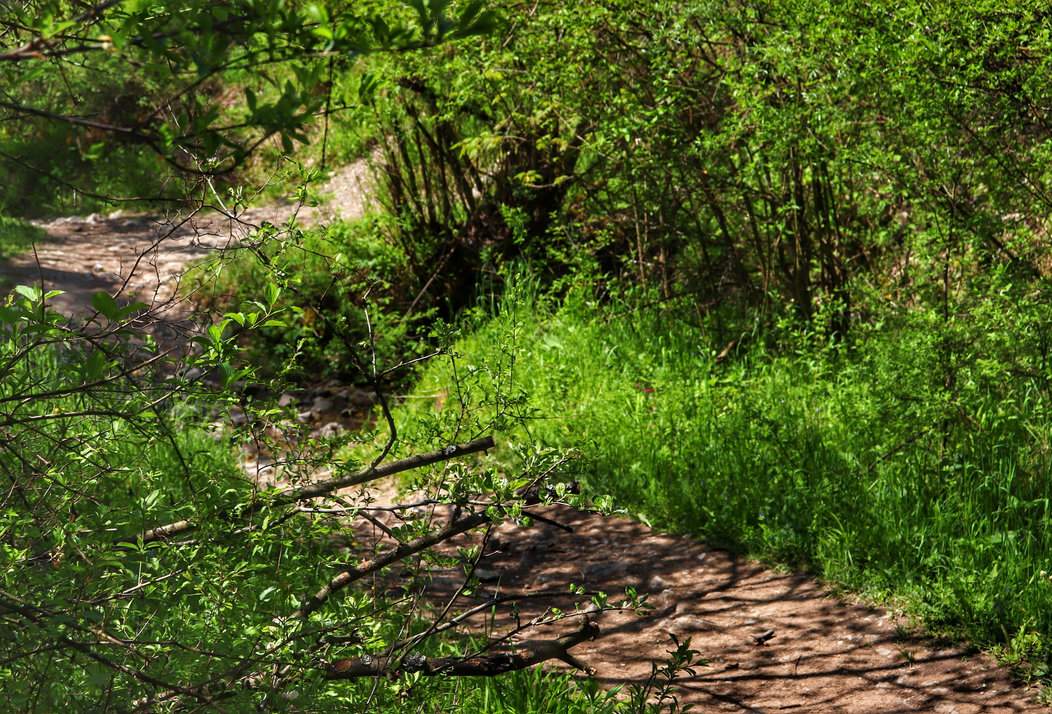 Wąska, leśna ścieżka na zielonym szlaku na Trzy Korony