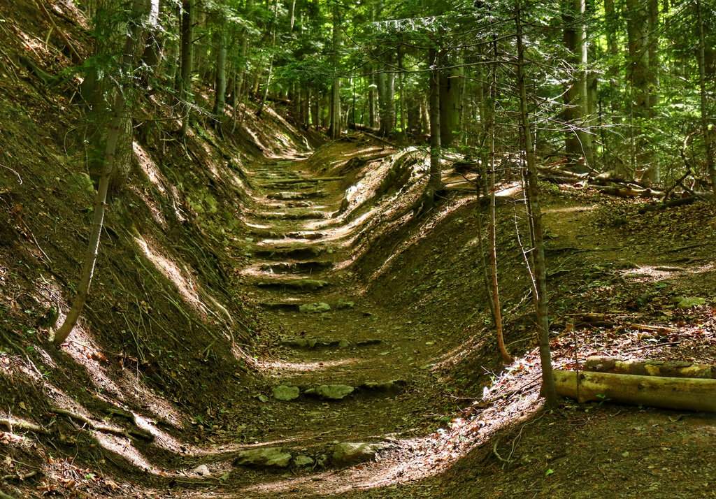 Leśna droga wspinająca się w górę - zielony szlak na Trzy Korony