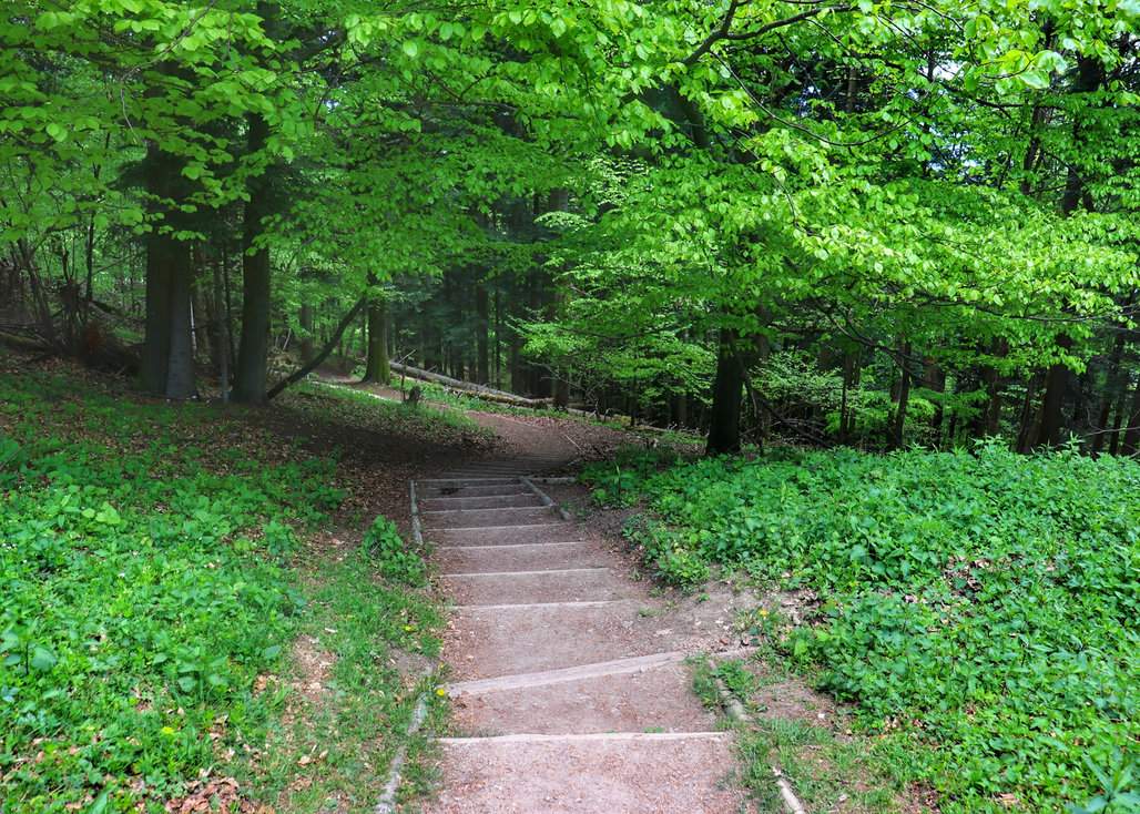 Las, schodki na zielonym szlaku w Pieninach