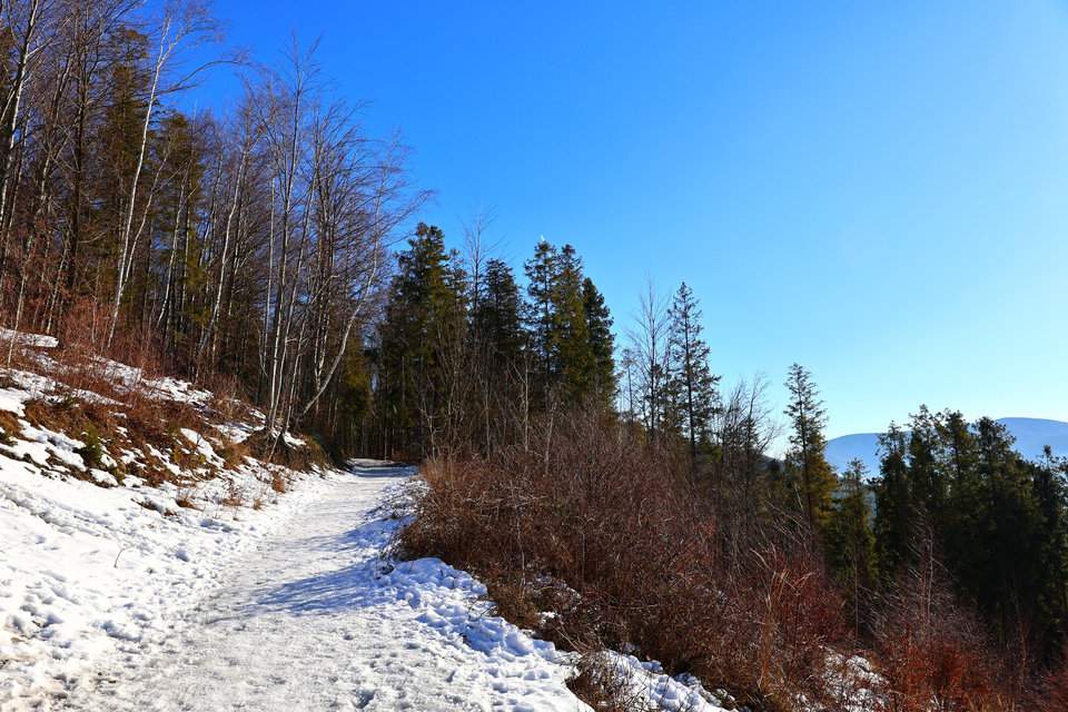 Szeroka, zaśnieżona leśna droga na czerwonym szlaku do czeskiej Chaty Prašivá, pod niebieskim niebem