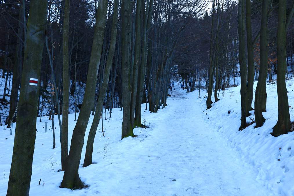 Szeroka, zaśnieżona leśna droga na czerwonym szlaku turystycznym prowadzącym do Chaty Prašivá w Beskidzie Morawsko-Śląskim