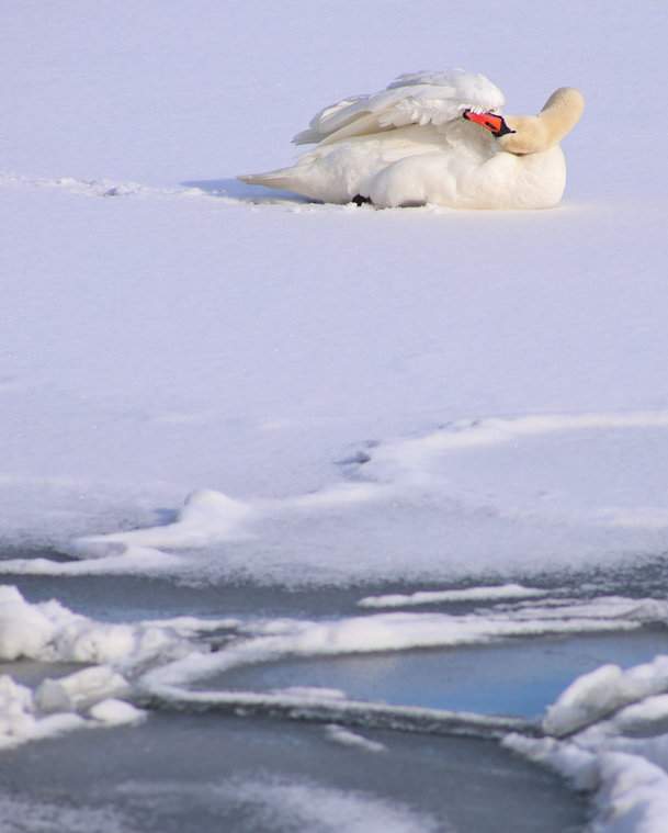 Łabędź niemy, zima w Helu