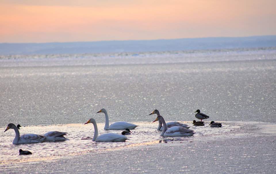 Łabędzie, mewy i kaczki krzyżówki, Morze Bałtyckie, zachód słońća - Półwysep Helski