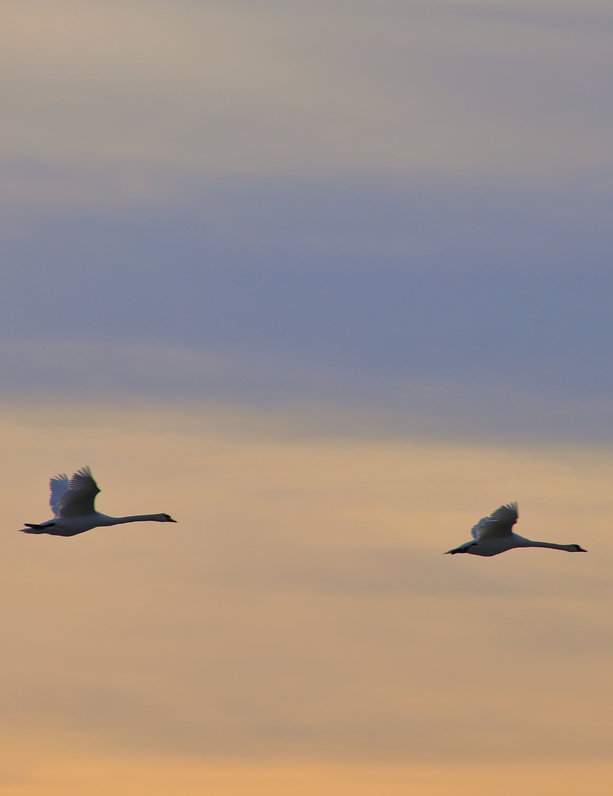 Łabędzie w locie nad plażą w Helu, niebo zabarwione zachodzącym słońcem