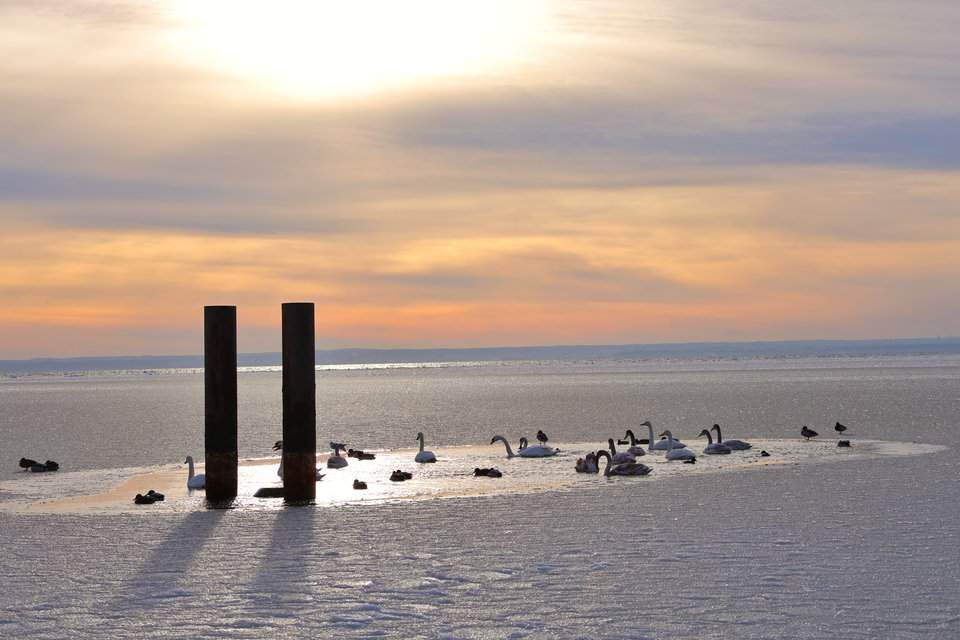 Łabędzie, mewy i kaczki krzyżówki nad zimowym Morzem Bałtyckim o zachodzie słońca, Hel