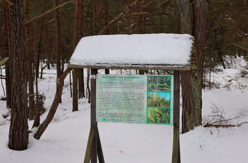 Tablica ścieżki edukacyjnej - Bażynowy bór nadmorski na terenie Rezerwatu przyrody Helskie Wydmy