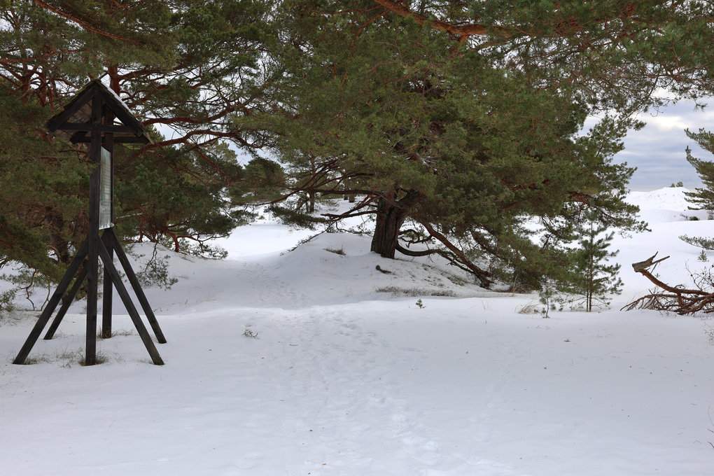 Tablica ścieżki edukacyjnej - Lnica wonna na terenie Rezerwatu przyrody Helskie Wydmy