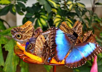 Motylarnia Hel – zwiedzanie, zdjęcia 🦋