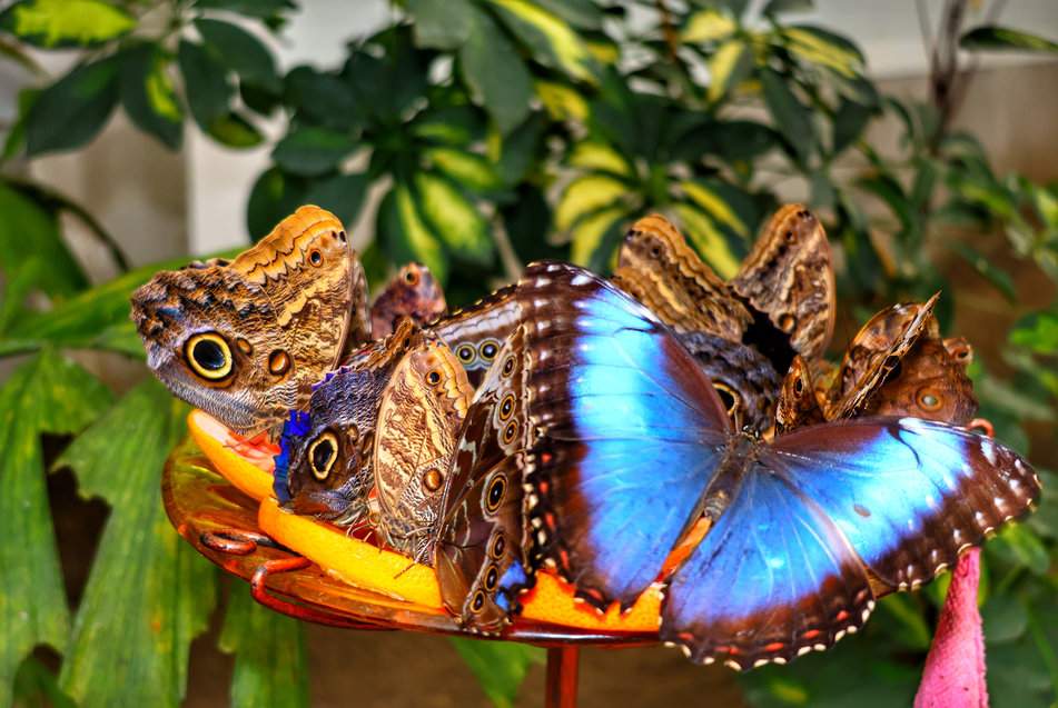 Motylarnia Hel - niebieski motyl - Morpho peleides 