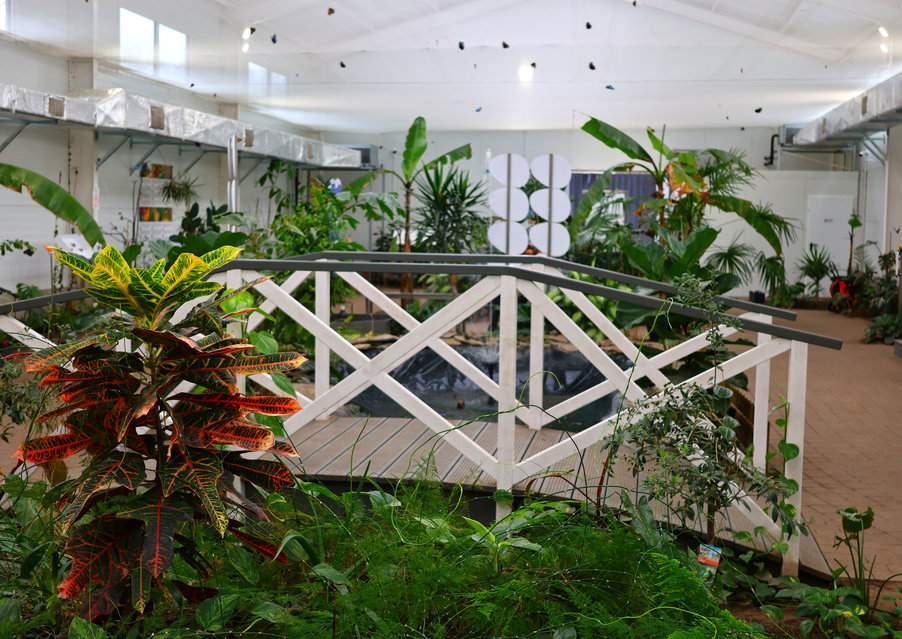 Motylarnia w Helu, mostek, rośliny, latające motyle