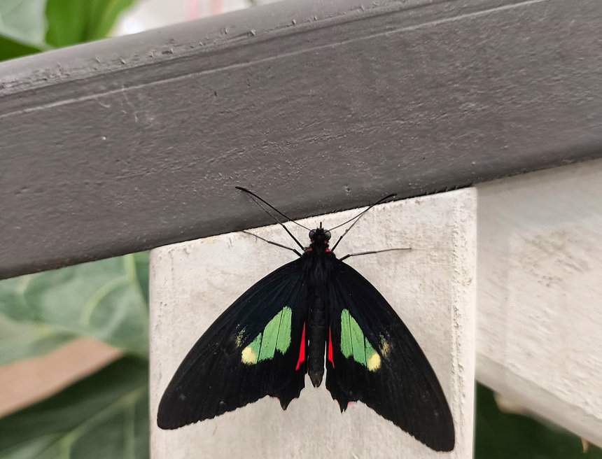 Motylarnia Hel - motyl Parides arcas